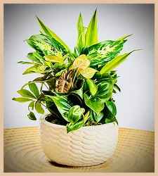 Ceramic Dish Garden From The Flower Loft, your florist in Wilmington, IL